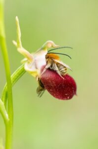 Duas abelhas polinizam uma orquídea. A imagem foi premiada no concurso de fotos científicas BMC