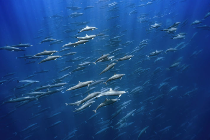 Foto que concorre a prêmio de fotografia do mar mostra golfinhos nadando na Costa Rica