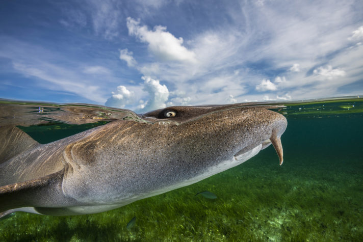 Tubarão-lixa perto da linha do mar fotografado nas Bahamas é uma das imagens finalistas de concurso de fotografia do mar 