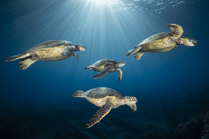Tartarugas nadando em Maui no Havaí, em imagem que concorre a prêmio de fotografia do mar