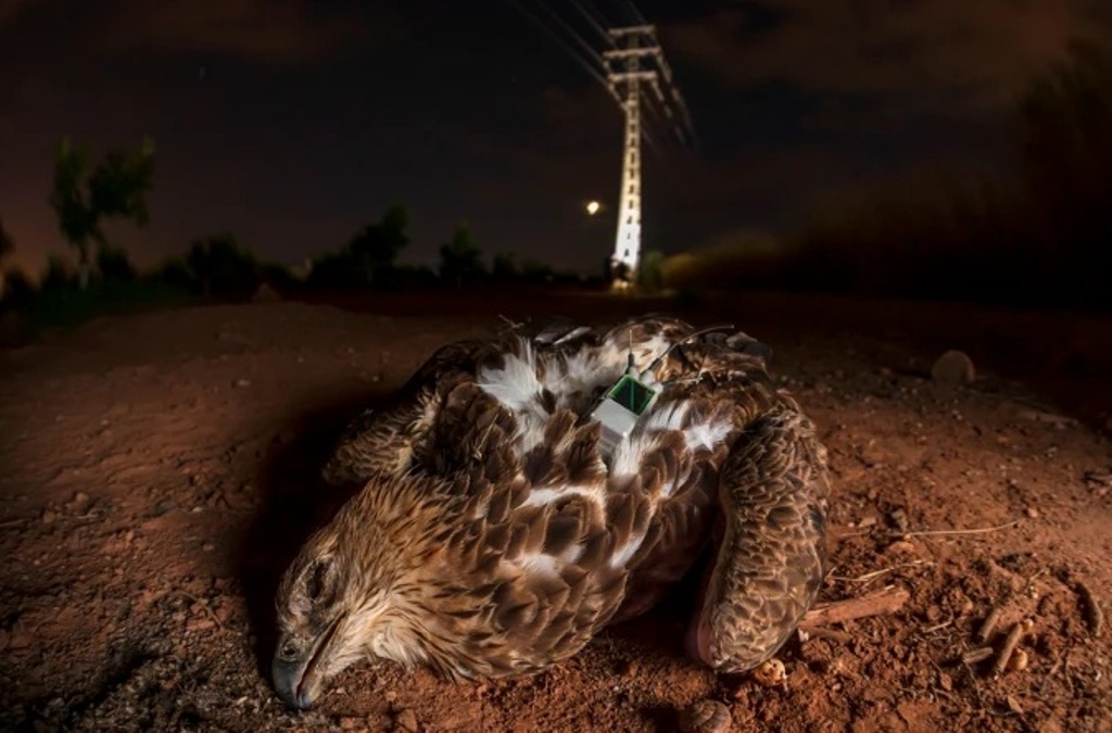 Águia morta. A foto foi premiada no concurso BMC