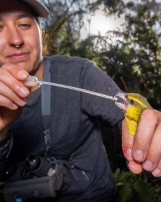 Homem alimenta um pássaro no Hawaí. A imagem foi premiada no concurso de fotos de cientistas BMC