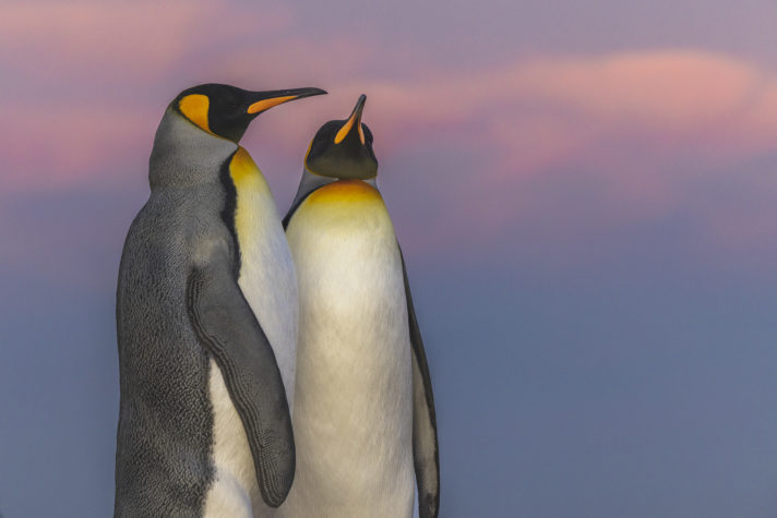 Imagem de pinguins descansando nas Ilhas Malvinas é finalista de concurso de fotografia do mar 