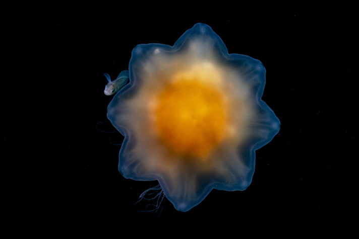 Peixe se esconde atrás de água-viva, em registro que concorre a prêmio de fotografia do mar 