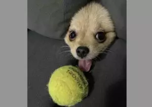 Foto de cão com bolinha no sofá de brasileira é premiada no concurso de fotos divertidas de pets
