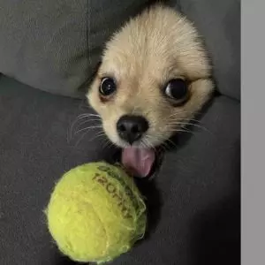 Foto de cão com bolinha no sofá de brasileira é premiada no concurso de fotos divertidas de pets