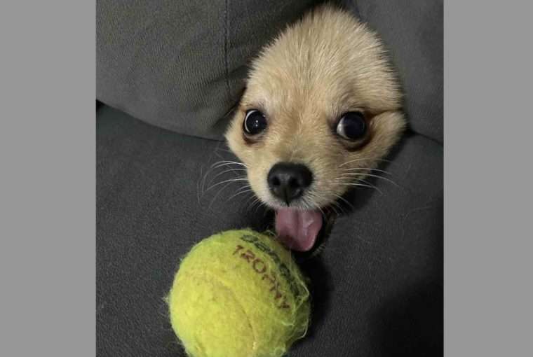 Foto de cão com bolinha no sofá de brasileira é premiada no concurso de fotos divertidas de pets