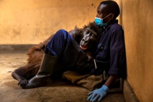 Gorila deitado no colo do tratador no Parque Nacional de Virunga, na República Democrática do Congo