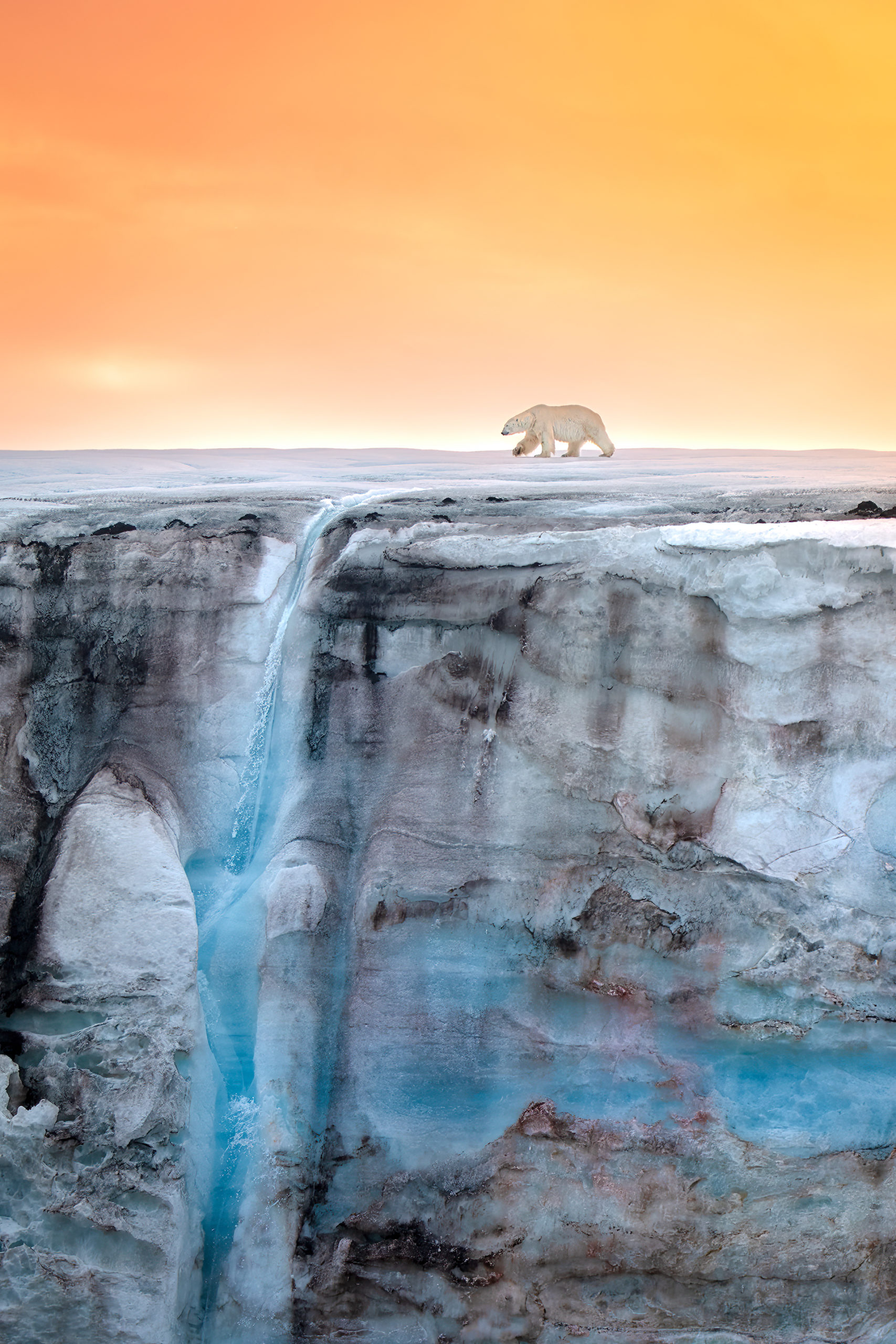 Urso caminhando na galeria é uma das imagens finalistas de prêmio de fotografia do mar 