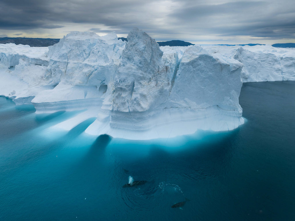 Baleias nadam com filhotes perto de iceberg na Groenlândia, em foto finalista de concurso de fotografia do mar