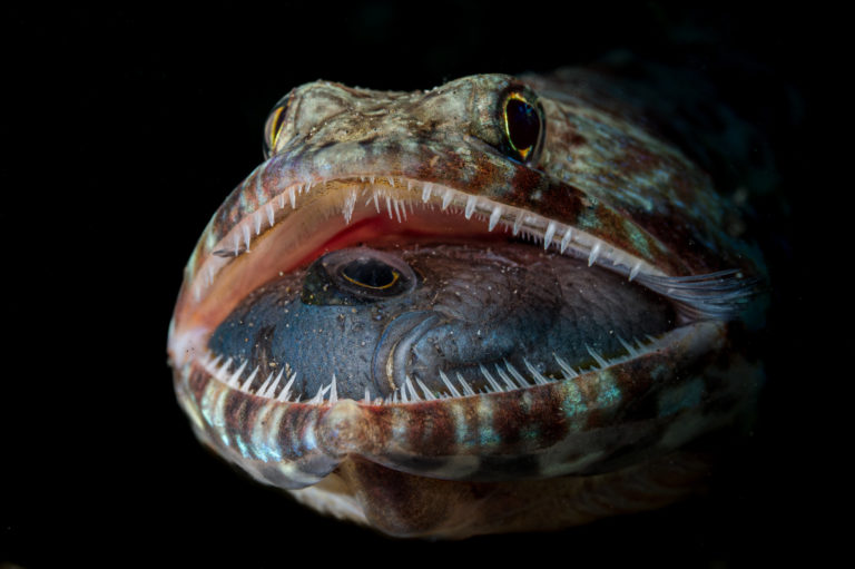 Peixe-lagarto de boa aberta fotografado nas Filipinas é uma das fotos selecionadas pelo júri do concurso Ocean Photographer 2023