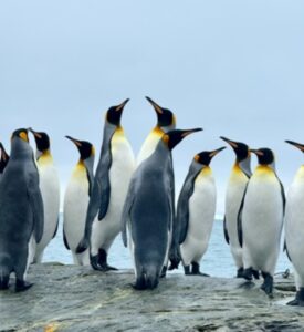 Grupo de pinguins em uma praia