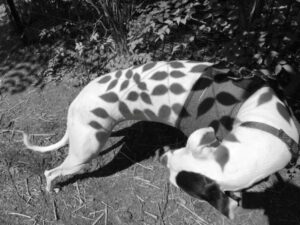 A sombra das folhas refletidas no corpo de um cachorro. A foto em preto e branco foi feita com iPhone