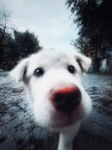 Cachorro branco olhando para a câmera do iPhone