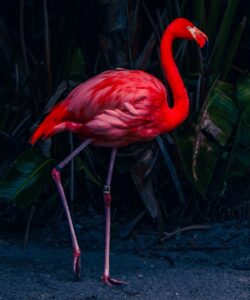 Foto de um flamingo registrada com um iPhone