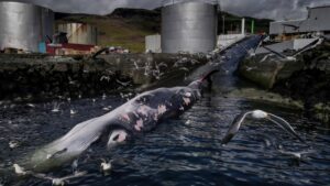 Baleia sendo abatida numa fábrica baleeira na Islândia. A imagem venceu na categoria Conservação dos oceanos (impacto), prêmio de fotografia oceânica