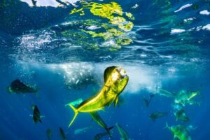 Peixe exibe sua presa no mar do México. A foto venceu na categoria Vida Selvagem do prêmio de fotografia oceânica