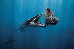 Baleia com boca aberta para pegar uma bola de iscas no México. A imagem foi a vencedora do prêmio de fotografia oceânica 2024