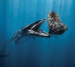 Baleia com boca aberta para pegar uma bola de iscas no México. A imagem foi a vencedora do prêmio de fotografia oceânica 2024