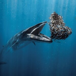 Baleia com boca aberta para pegar uma bola de iscas no México. A imagem foi a vencedora do prêmio de fotografia oceânica 2024