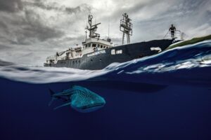 Um tubarão nada ao lado de um navio na Costa Rica. A imagem foi premiada no concurso de fotos do oceano