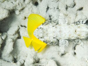 Peixe-lagarto camuflado com presa amarela na boca foi uma das imagens premiadas no concurso de fotos oceânicas