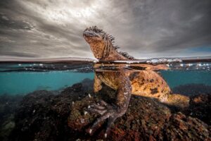 Iguana-marinha parada em uma rocha em Galápagos, Equador. A imagem foi premiada no concurso de fotos dos oceanos