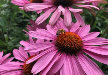 Flor rosa com abelha fotografada no Kew Gardens de Londres, que ensina como fotografar flores na chegada da primavera