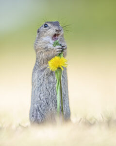 Esquilo de pé com flor amarela parecendo cantar, foto finalista de concurso Nikon