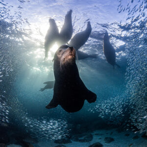 Leão marinho à frente de seu harém é uma das fotos vencedoras do concurso Nature TTL Photographer of the Year
