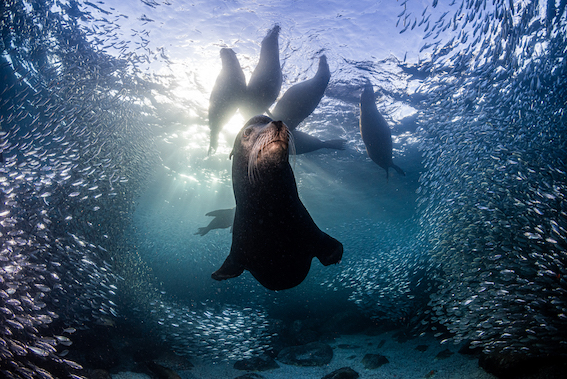 Leão marinho à frente de seu harém é uma das fotos vencedoras do concurso Nature TTL Photographer of the Year