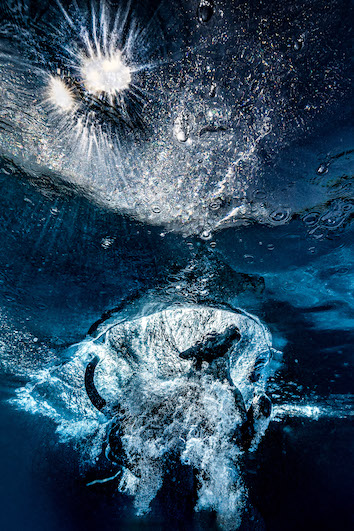 Cão mergulhando no mar no Canadá, foto premiada em concurso internacional 