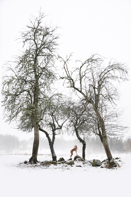 Cão na neve na Suécia, foto premiada no Dog Photography Award