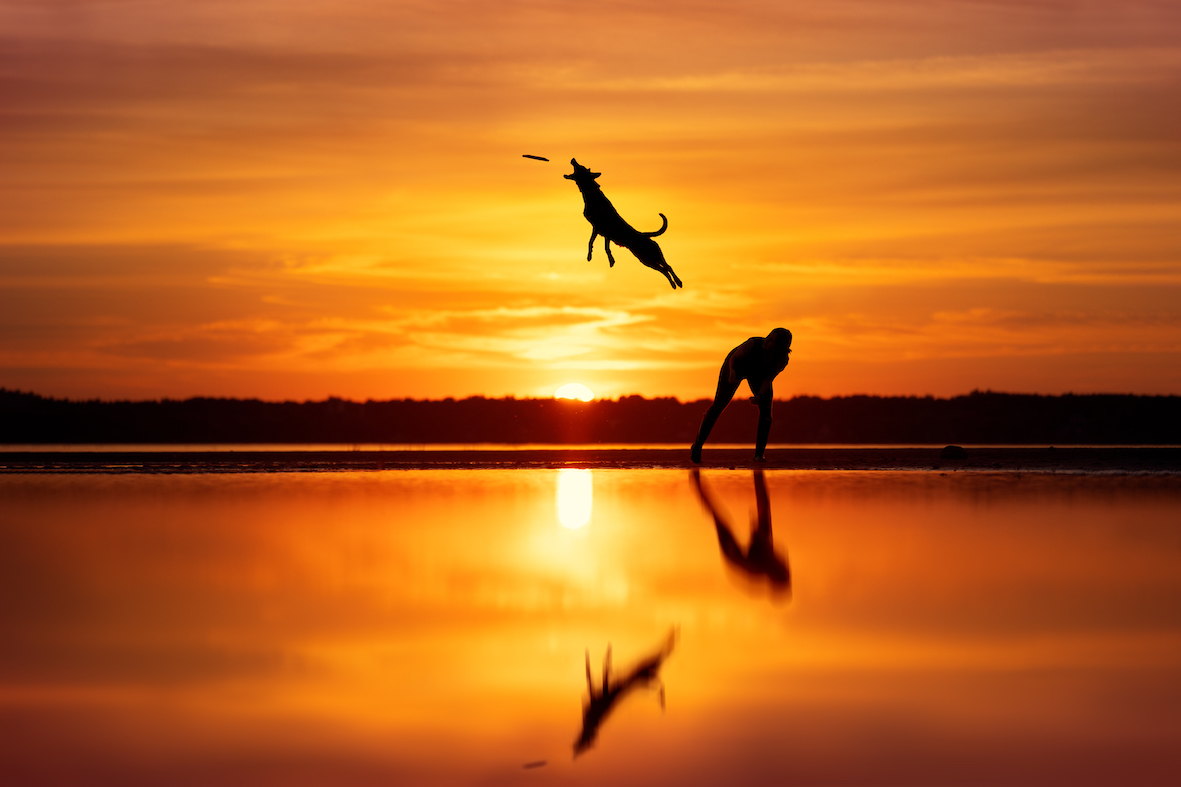 Cão saltando com sol poente ao fundo no Canadá é uma das melhores fotos da categoria Ação do Dog Photo Awards 