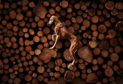 Cão deitado sobre troncos uma das fotos vencedora do Dog Photo Awards 