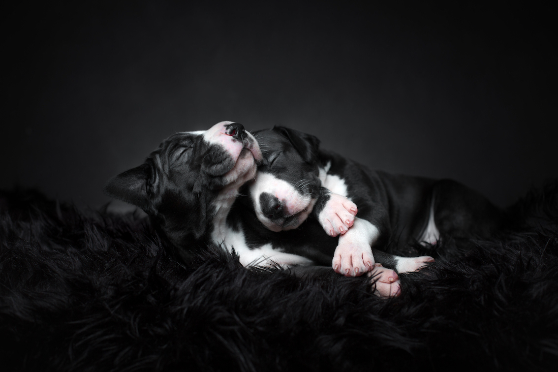 Filhotes de dogue alemão abraçados, foto premiada em concurso Dog Photography Awards 