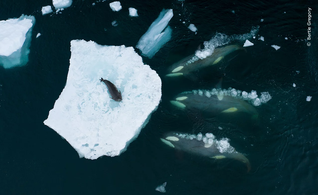 Baleias se preparam para comer uma foca, foto classificada entre as melhores do concurso do Museu de História Natural de Londres 