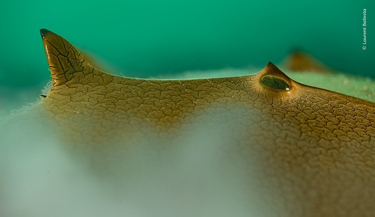 Detalhe de caranguejo-ferradura fotografado por vencedor de concurso de fotos da natureza do Museu de História Natural de Londres 