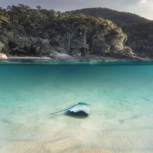 Arraia nadando em Ubatuba. A foto foi selecionado entre as Top 101 do livro The International Landscape Photographer of the Year 2024.