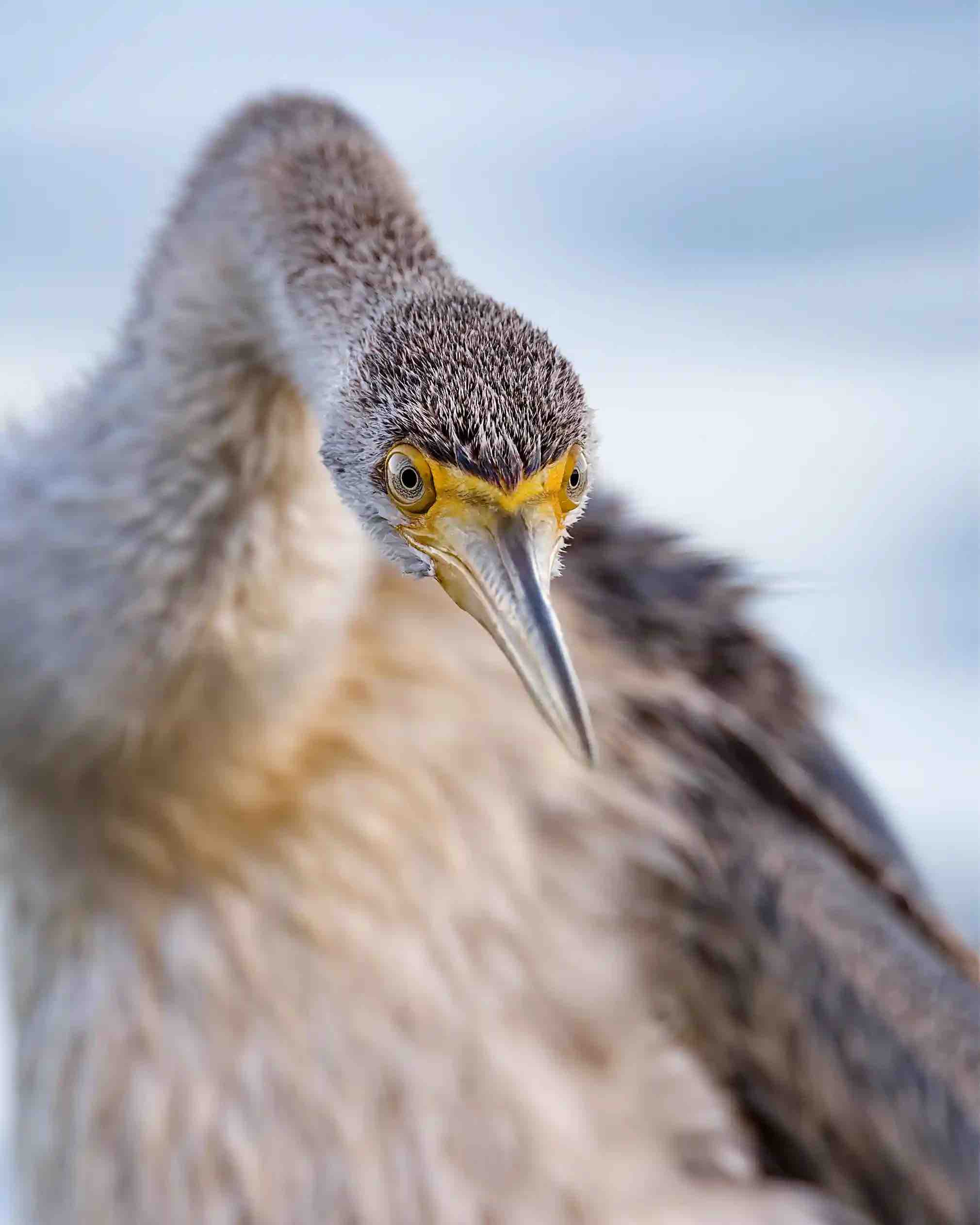 Ave darter da Austrália, foto vencedor da categoria Retratos do concurso Birdlife Photo 