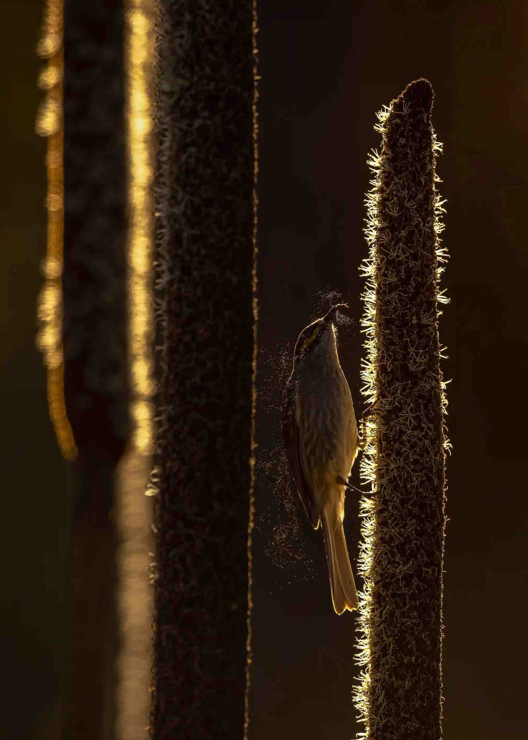 Pássaro sugando pólen em árvore, foto premiada no Birdlife Australia Photo Awards 