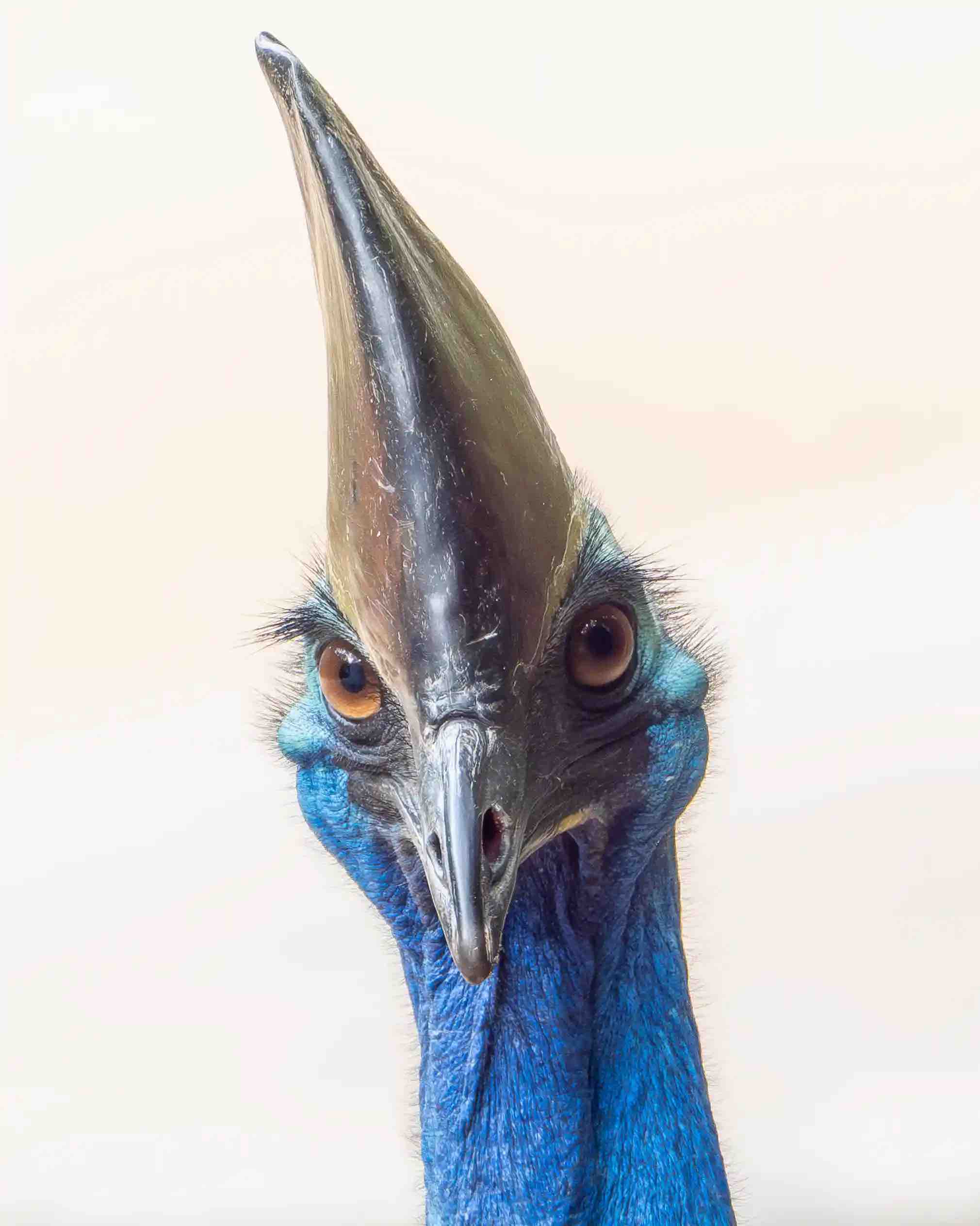 Casuar azul, pássaro típico da Australia, em foto premiada em concurso de imagens de pássaros
