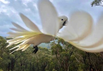 Cacatua voando é uma das fotos vencedoras do concurso Birdlife Australia Photo Awards