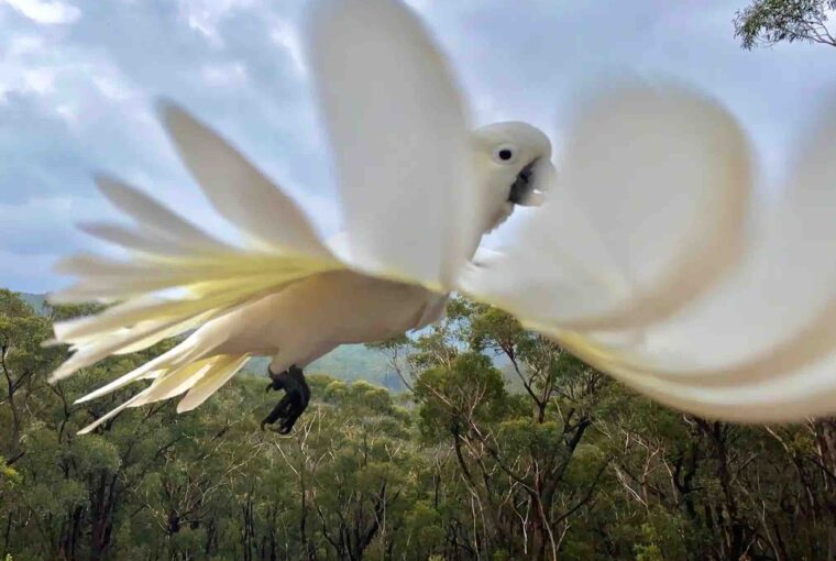 Cacatua voando é uma das fotos vencedoras do concurso Birdlife Australia Photo Awards