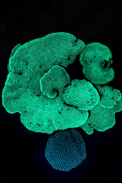 Um raro recife de coral luminescente capturado durante um mergulho em Aruba foi a foto sobre meio ambiente premiada na categoria Recuperando a natureza