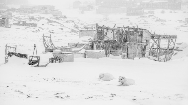 Cães que puxam trenós em Ilulissat, a oeste da Groelândia. A foto foi uma das premiadas no concurso EPOTY 2023