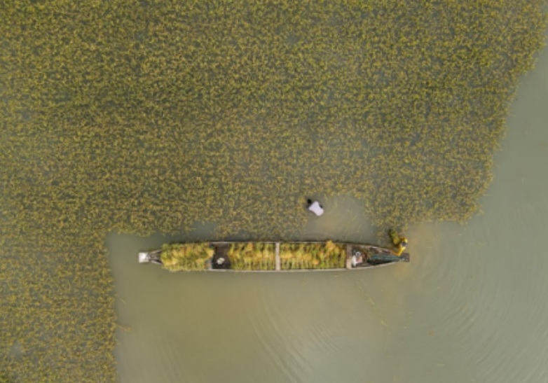 Agricultores trabalhando na plantação de arroz alagada em Bangladesh é uma das fotos finalistas do concurso EPOTY 2023