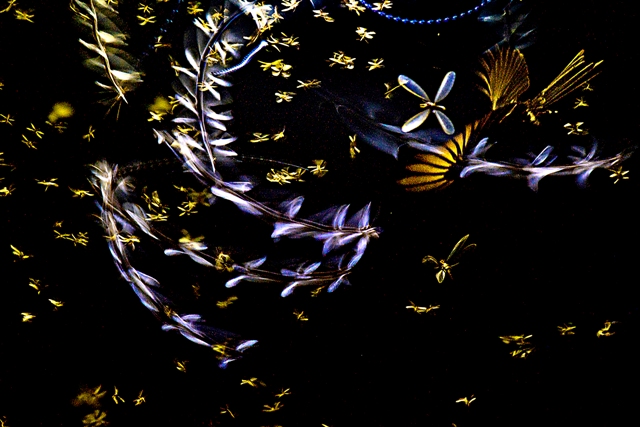 Pássaro Drongo utiliza a luz para capturar cupins. A fotografia foi premiada na categoria Adaptando para o amanhã do concurso EPOY 2023