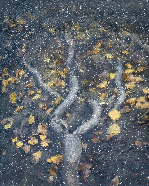 Lago congelado, tronco de árvore coberto de folhas e gelo no Oregon. A imagem foi premiada no Natural Landscape Photography