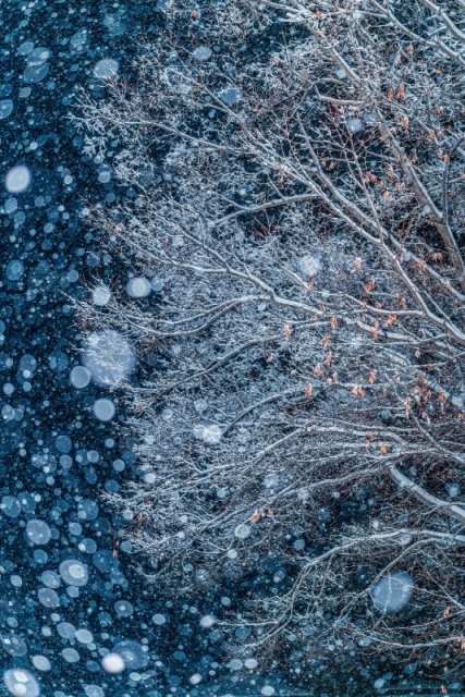 Árvore desfolhada com flocos de neve, a foto foi vencedora do concurso de fotografia de paisagem